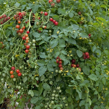 Picture of Tomato Micro Cherry